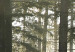 Bild auf Leinwand Lichtschimmer im dunklen Wald 49935 additionalThumb 5