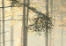 Bild auf Leinwand Lichtschimmer im dunklen Wald 49935 additionalThumb 4