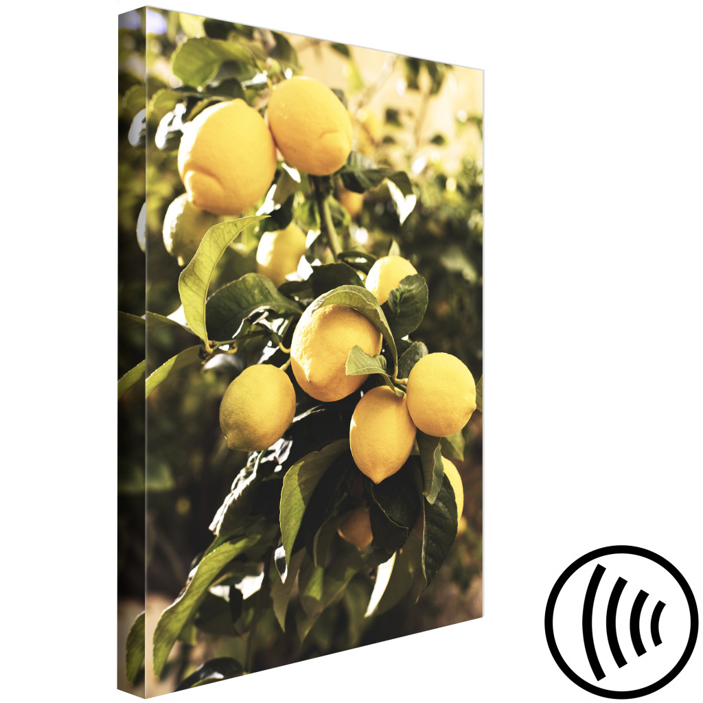 Schilderij  Landschappen: Citroenboom - Een Foto Van Een Boomtak Met Rijp Fruit