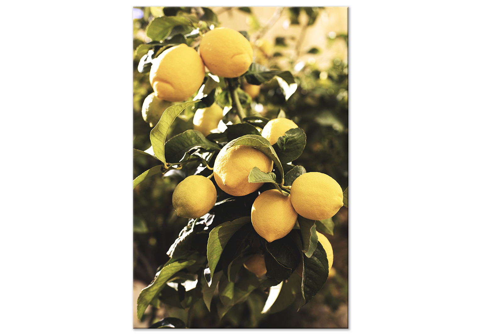 lemon tree wallpaper