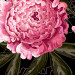 Papel de parede Sumptuous Flowers 138645 additionalThumb 3