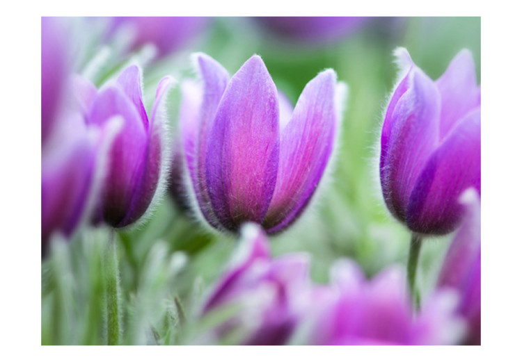 Fototapeta Fioletowe wiosenne tulipany - motyw kwitnących kwiatów z rozmytym tłem 60345 additionalImage 1