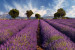 Wall Mural Lavender Fields - Plants under a Blue Sky in Provencal Style 60745