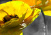 Obraz Żółte maki (5-częściowy) szeroki 123055 additionalThumb 5
