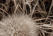 Quadro moderno Dente di leone estivo - Foto ispirata alla natura in colore seppia 137255 additionalThumb 4