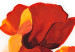 Tableau design Coquelicots en gros plan (1 pièce) - Motif végétal et fleurs rouges 47155 additionalThumb 3