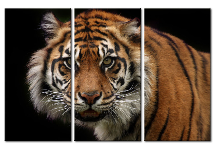 Obraz Drapieżny tygrys 58755