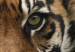 Obraz Drapieżny tygrys 58755 additionalThumb 5