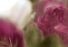Bild auf Leinwand Meadow of Tulips 91655 additionalThumb 5
