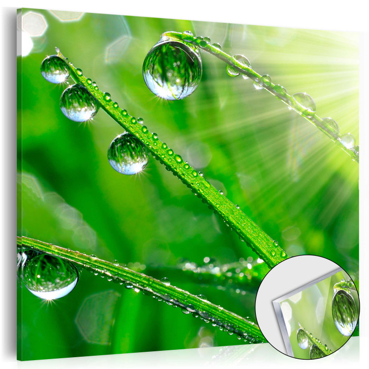 Quadro in vetro acrilico Dew on the Grass [Glass] 92855