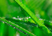 Quadro in vetro acrilico Dew on the Grass [Glass] 92855 additionalThumb 4