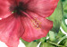 Obraz Czerwony hibiskus (3-częściowy) 108565 additionalThumb 5