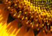 Obraz Dojrzały słonecznik (1-częściowy) pionowy 129365 additionalThumb 4