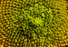 Obraz Dojrzały słonecznik (1-częściowy) pionowy 129365 additionalThumb 5