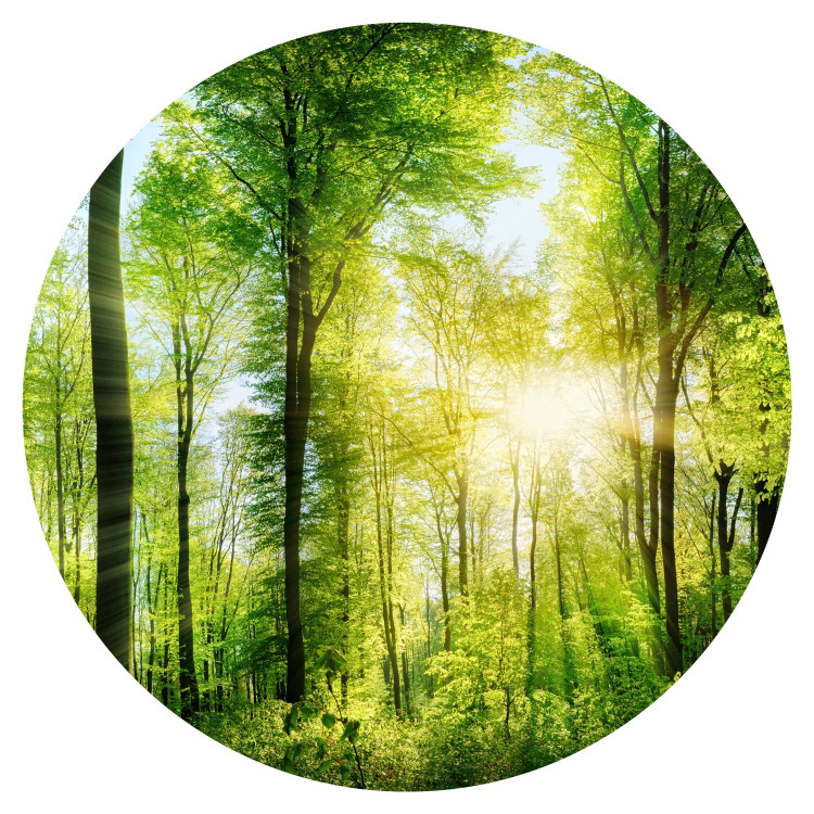 Round wallpaper Forest in the Sunshine - Lush Deciduous Trees in the Morning 149165 additionalImage 1
