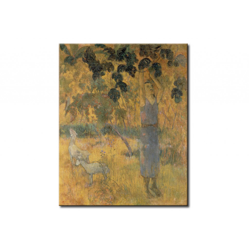 Schilderij  Paul Gauguin: Man Picking Fruit From A Tree