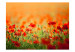 Wall Mural Poppies on a Sunny Summer Day - Red Flowers in a Meadow and Blurred Background 60365 additionalThumb 1