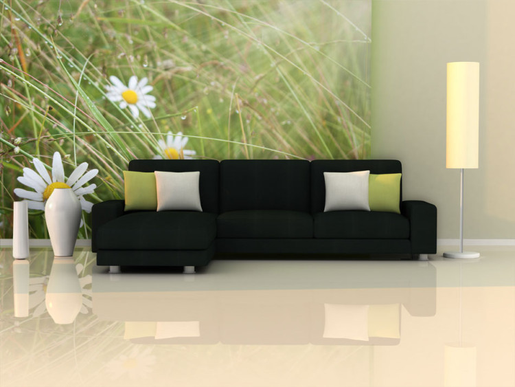Wall Mural Grass and Daisy - Meadow with a Close-up of Plants with Water Droplets 60465