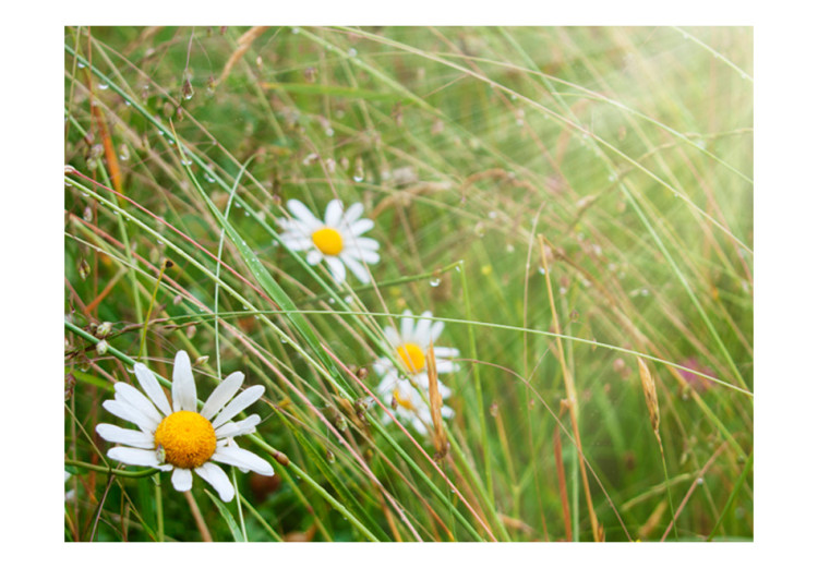 Wall Mural Grass and Daisy - Meadow with a Close-up of Plants with Water Droplets 60465 additionalImage 1