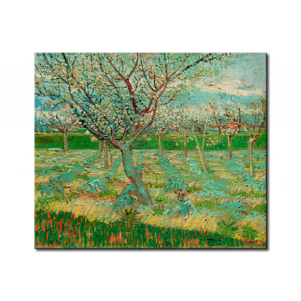 Målning Orchard With Apricot Trees In Blossom