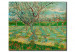 Tableau déco Verger avec des arbres en fleurs d'abricot 52275