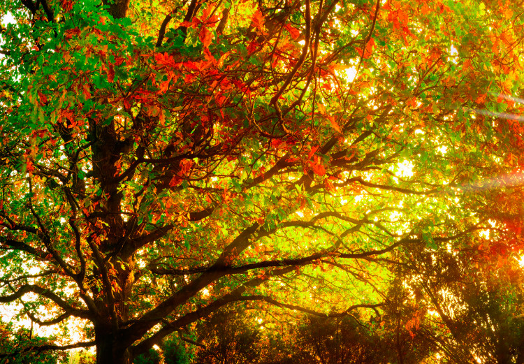 Wandbild Magic of Autumn 97375 additionalImage 4