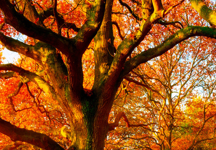 Wandbild Magic of Autumn 97375 additionalImage 5