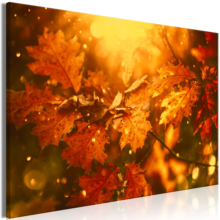 Obraz Jesienne liście dębu - zdjęcie złotych liści w promieniach słońca 123785 additionalImage 2