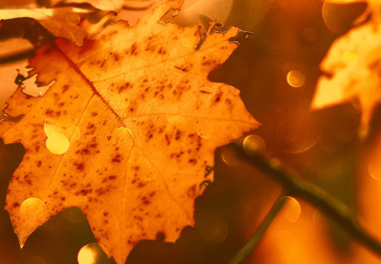Obraz Jesienne liście dębu - zdjęcie złotych liści w promieniach słońca 123785 additionalImage 5