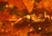 Obraz Jesienne liście dębu - zdjęcie złotych liści w promieniach słońca 123785 additionalThumb 4
