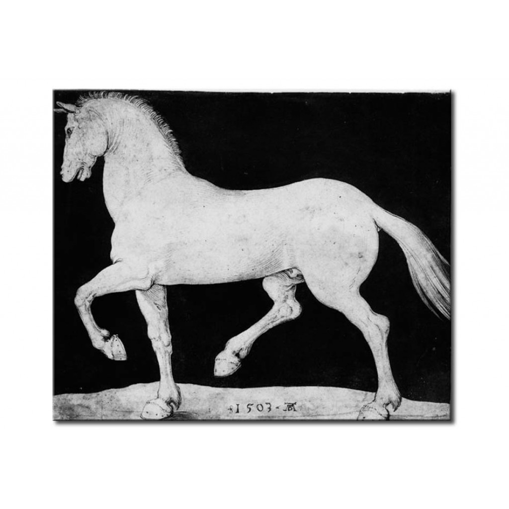 Schilderij  Albrecht Dürer: Horse