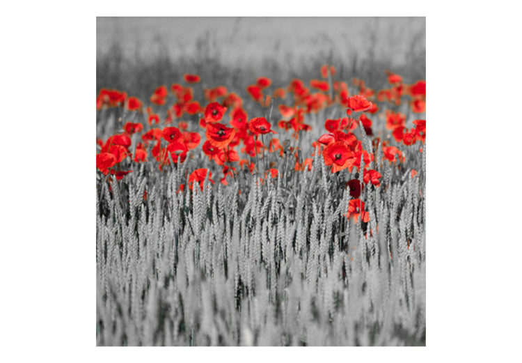 Fototapeta Maki na czarno-białym zbożu - kontrastowe ujęcie czerwonych kwiatów 60385 additionalImage 1