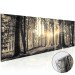 Acrylic Print Forest Sun [Glass] 94185