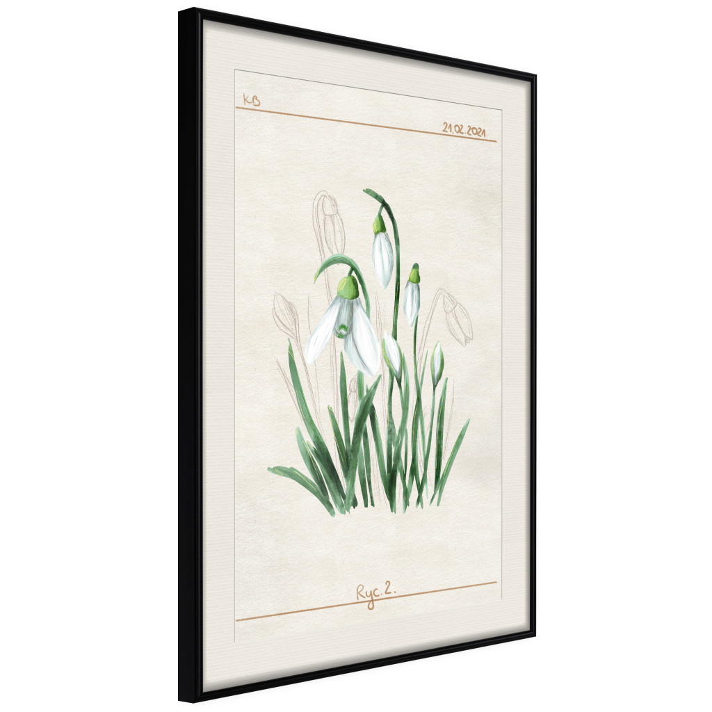 Posters: Snowdrops [Poster]