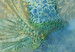 Fototapeta Pawie w tańcu - abstrakcyjny motyw ptaków pośród tła z ornamentami 142395 additionalThumb 3