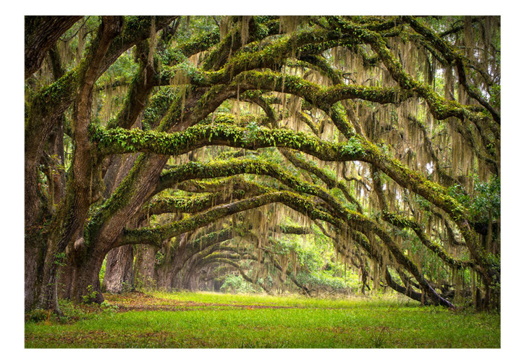 Wall Mural Tree embrace 60395 additionalImage 1