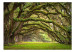 Wall Mural Tree embrace 60395 additionalThumb 1