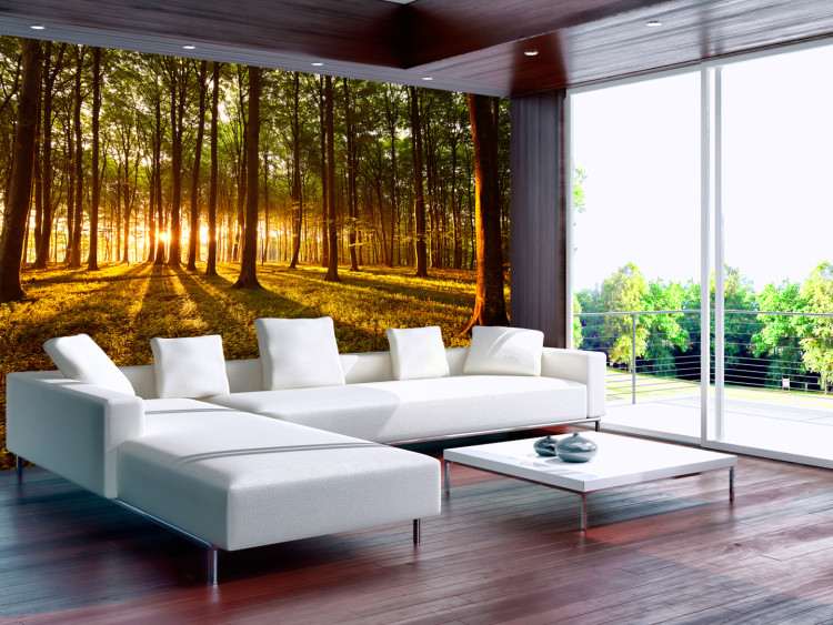 Wall Mural Summer: Morning in the forest 60495