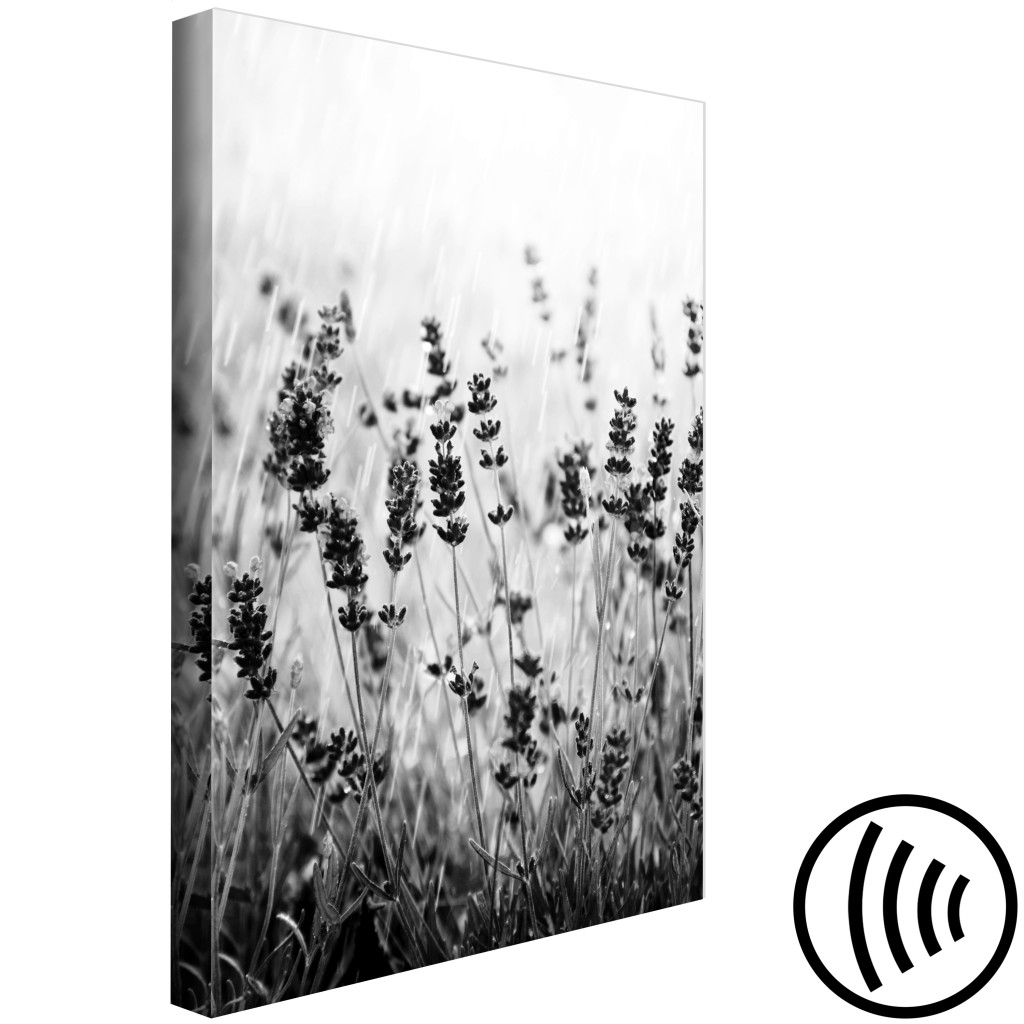 Obraz Kwitnąca Lawenda - Czarno-białe Zdjęcie łąki Z Kwiatami Lawendy