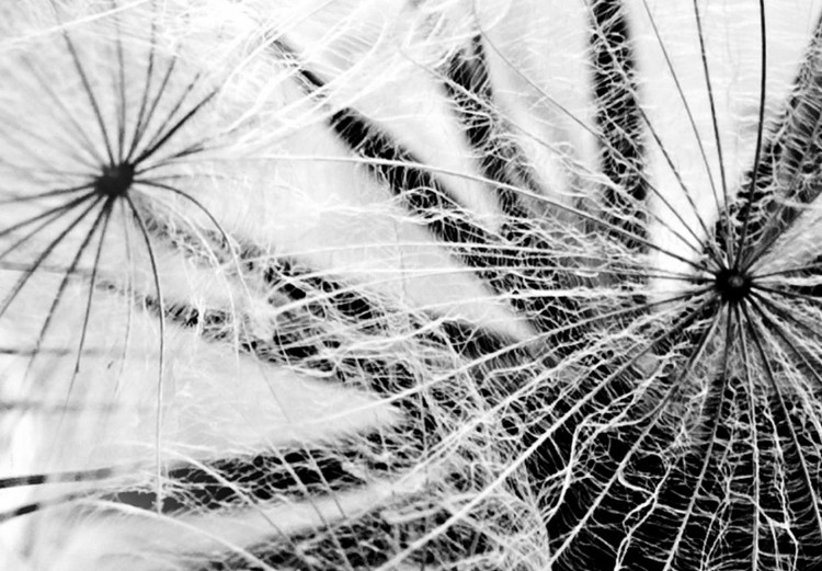 Tableau rond The Power of Nature - A Black and White Close-up of a Dandelion in the Wind 148606 additionalImage 2