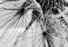 Cuadro redondos moderno The Power of Nature - A Black and White Close-up of a Dandelion in the Wind 148606 additionalThumb 3