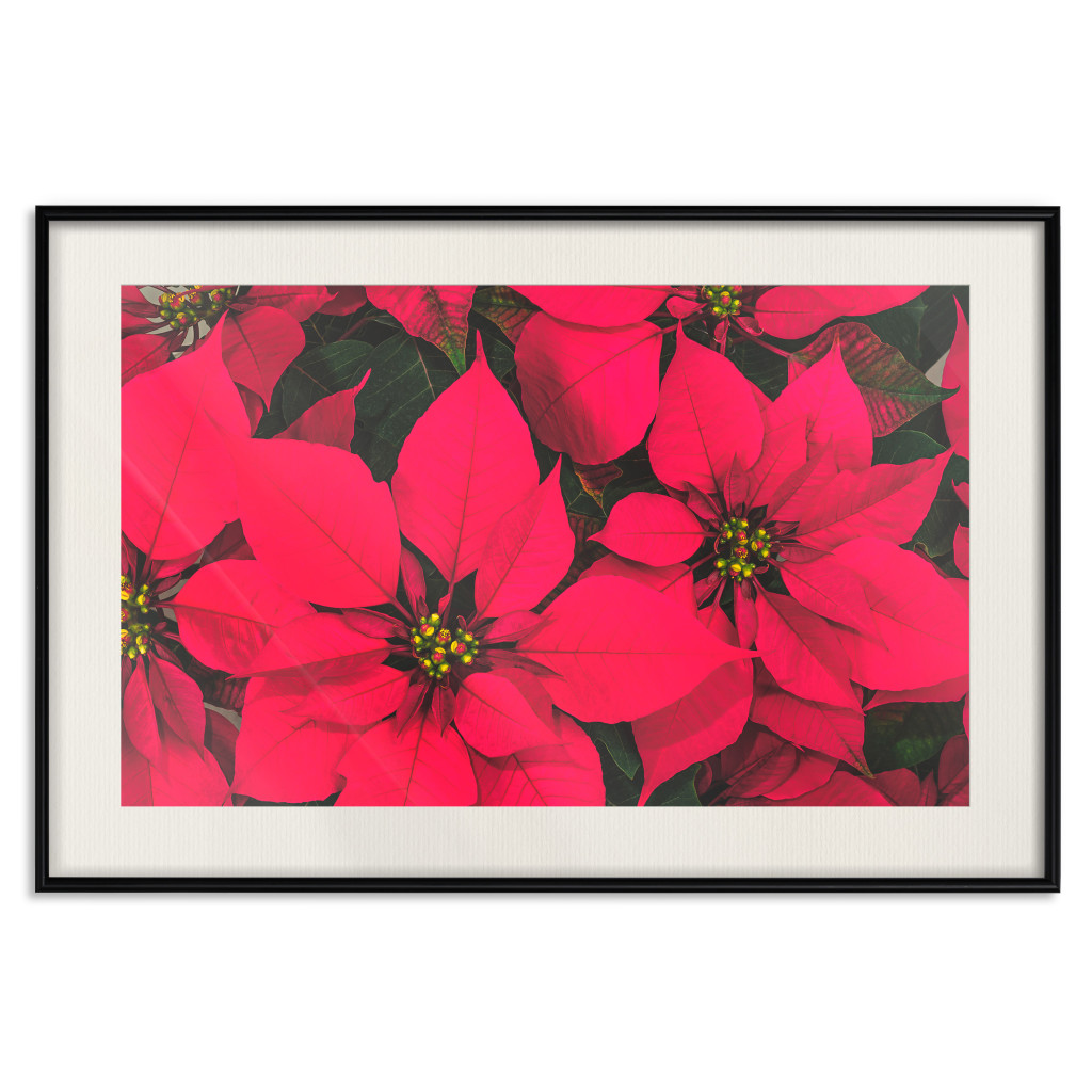 Plakat: Piękno świąt - Intensywnie Czerwone Kwiaty Gwiazdy Betlejemskiej