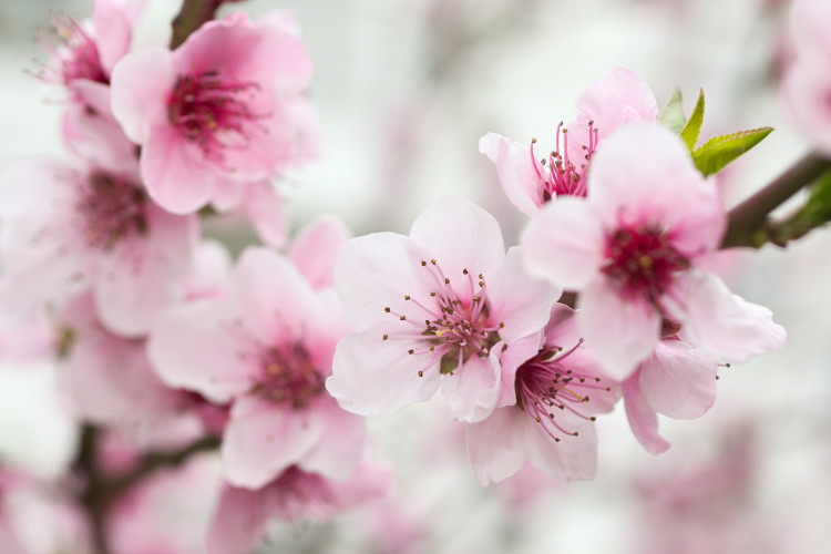 Fotomural Flores de Cerejeira em Flor - tema floral japonês com fundo desfocado 60716