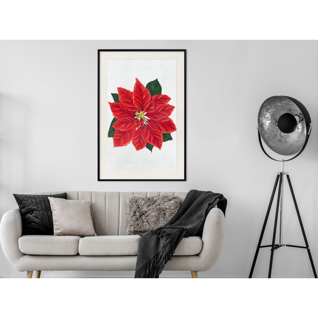 Posters: Poinsettia [Poster]