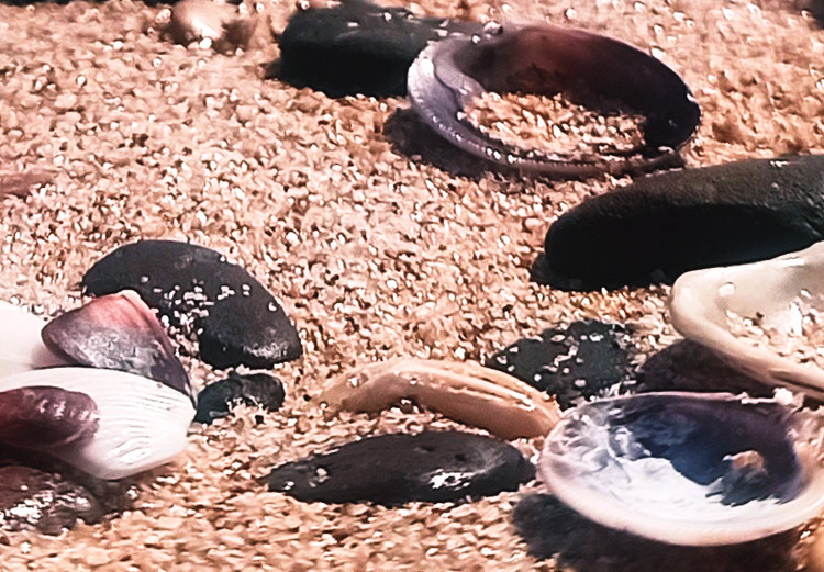 Cartel Summer Beach - Photo of Seashells on the Shore of the Blue Sea 146226 additionalImage 3
