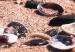 Wall Poster Summer Beach - Photo of Seashells on the Shore of the Blue Sea 146226 additionalThumb 3