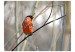 Wall Mural Bullfinch in the forest 61326 additionalThumb 1