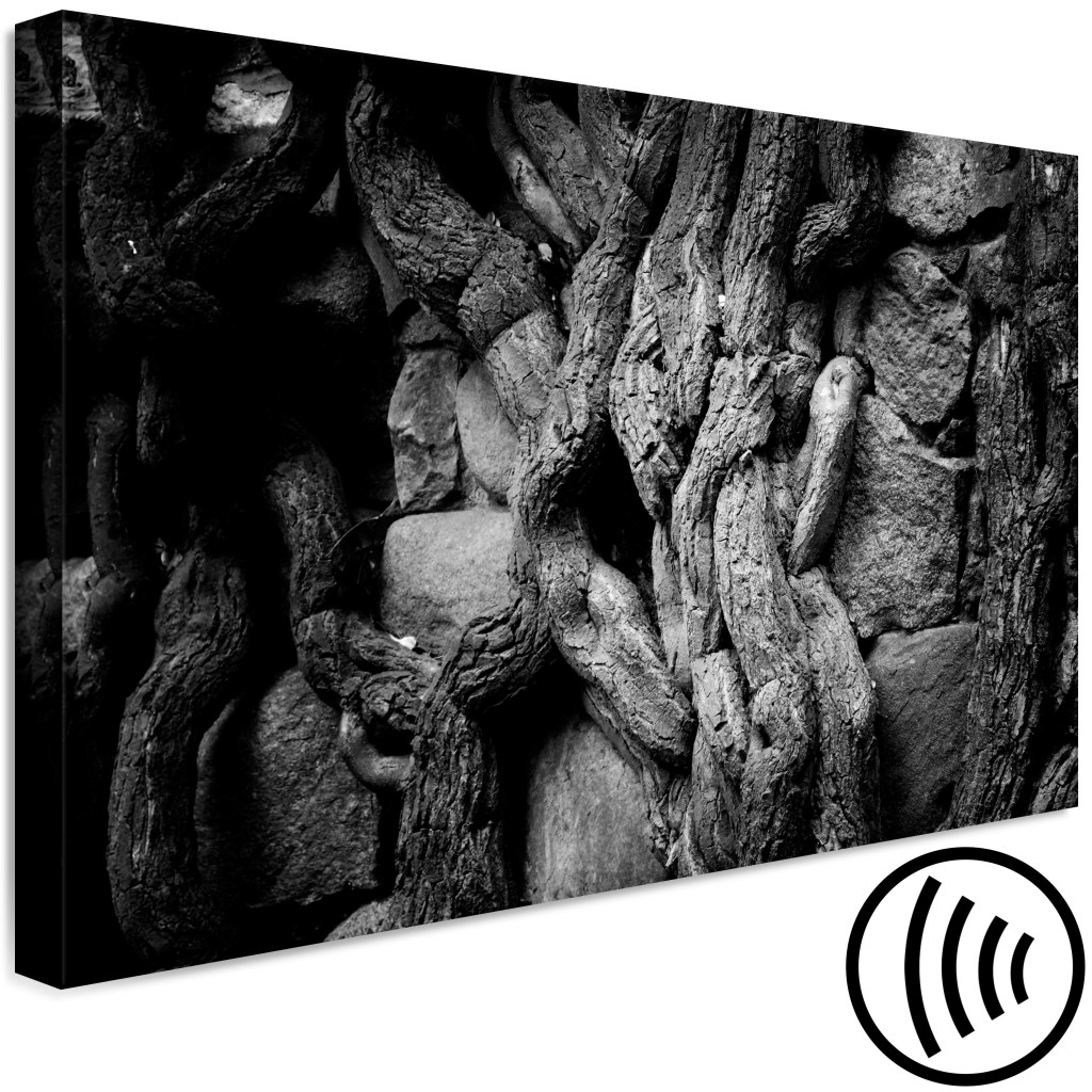 Obraz Stare Korzenie - Czarno-biała Fotografia Kamieni Splątanych Roślin