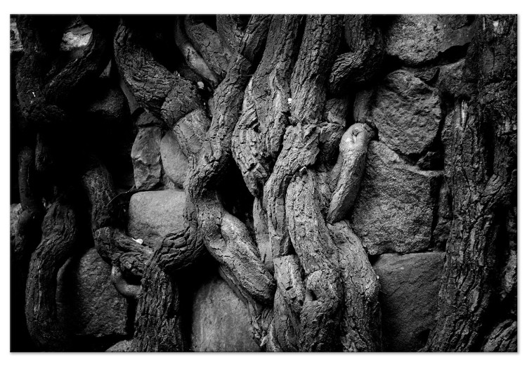 Quadro su tela Vecchie radici - foto bianco-nere di pietre e piante aggrovigliate