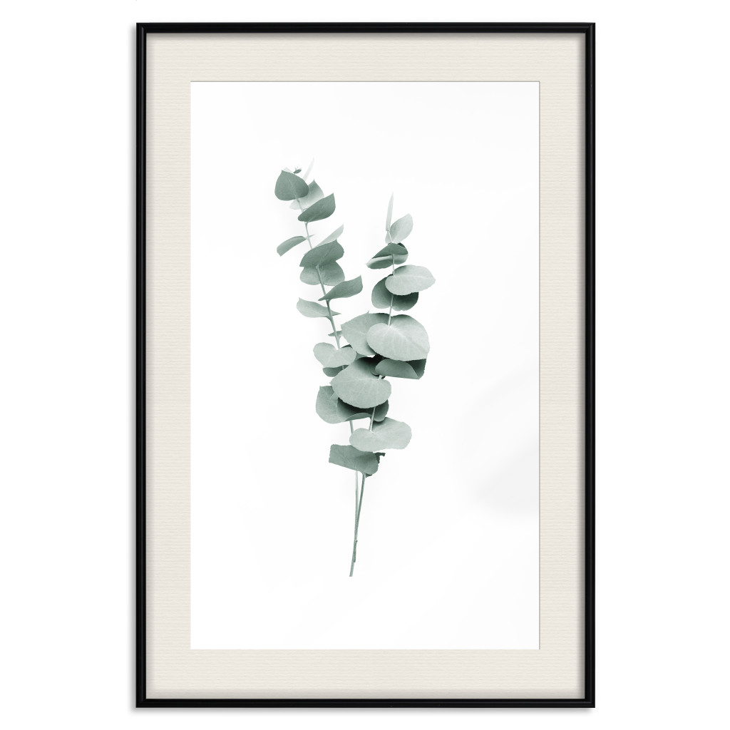 Plakat: Gałązki Eukaliptusa - Minimalistyczne Zielone Listki Rośliny Na Białym Tle